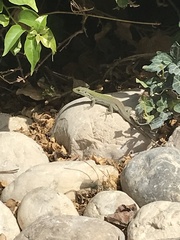 Podarcis siculus siculus