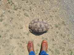 Stigmochelys pardalis