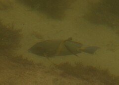 Acanthuridae