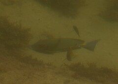 Acanthuridae