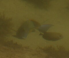 Acanthuridae
