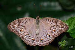 Junonia atlites atlites