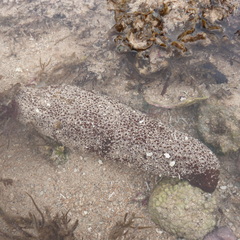 Actinopyga echinites