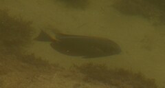 Acanthuridae