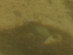 Acanthuridae