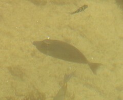 Acanthuridae