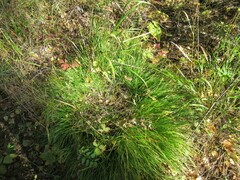 Carex pediformis