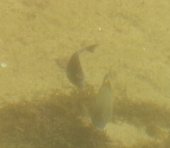 Acanthuridae