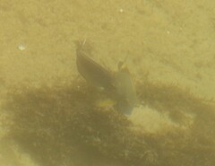 Acanthuridae