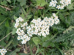 Achillea millefolium