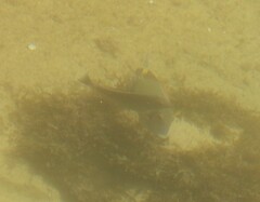 Acanthuridae