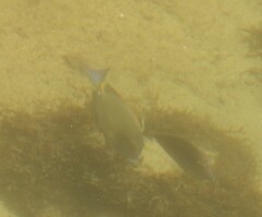 Acanthurus
