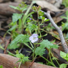 Veronica plebeia