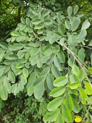 Dalbergia lanceolaria