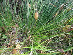Carex pediformis