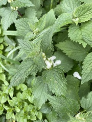 Lamium album