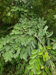 Dalbergia lanceolaria