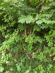 Dalbergia lanceolaria