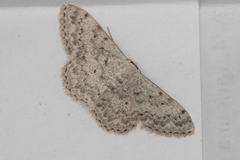Scopula marginepunctata