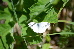 Pieris ergane