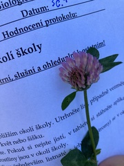 Trifolium pratense