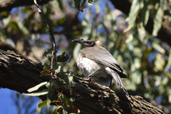 Philemon corniculatus