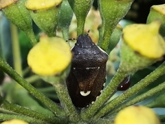 Holcostethus sphacelatus