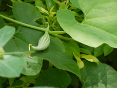 Trichosanthes cucumerina