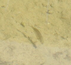 Acanthopagrus australis