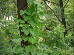 Trichosanthes cucumerina