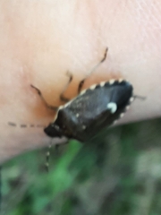 Holcostethus sphacelatus