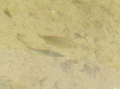 Acanthopagrus australis