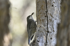 Cormobates leucophaea