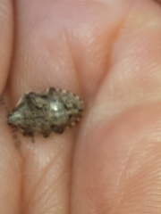 Holcostethus sphacelatus