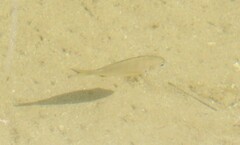 Acanthopagrus australis