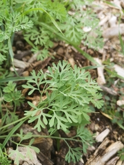 Fumaria officinalis