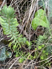 Petrosedum