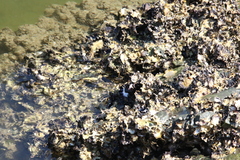 Saccostrea glomerata