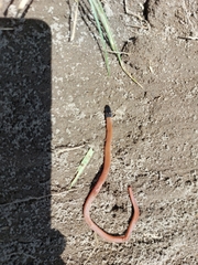 Tantilla melanocephala