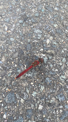 Sympetrum frequens