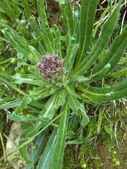 Campanula thyrsoides