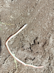 Tantilla melanocephala