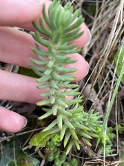 Petrosedum