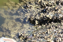 Saccostrea glomerata