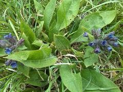 Pulmonaria collina