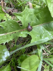 Hygromia cinctella