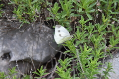 Pieris ergane