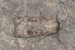 Agrotis trux