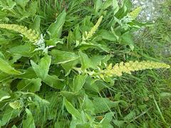 Blitum bonus-henricus