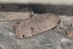 Noctua orbona
